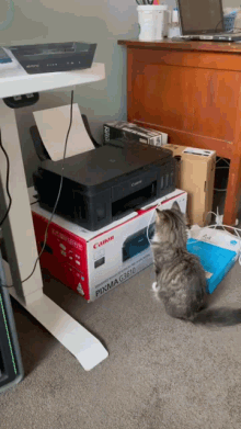 Cat Funny Animals GIF - Cat Funny Animals Humour GIFs
