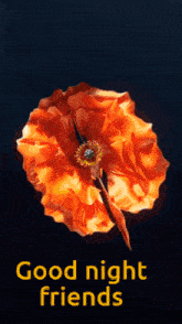 a picture of an orange flower with the words good night friends