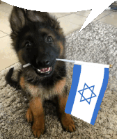 a german shepherd puppy is holding a small israeli flag