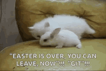 Funny Animals Bunny GIF - Funny Animals Bunny Easter Is Over GIFs