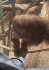 a close up of an orangutan in a cage with a backpack in the foreground