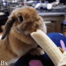 eating pet rabbit banana