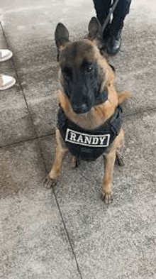 a german shepherd dog wearing a harness is sitting on the sidewalk .