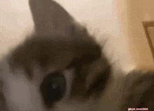 a close up of a cat 's face with the name kyli lover 2004 on the bottom right
