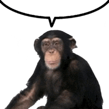 a chimpanzee sitting with a speech bubble above it
