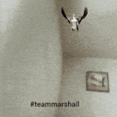 a dog is hanging from a ceiling with the hashtag #teammarshall