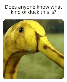 Banana Duck GIF - Banana Duck Humor GIFs
