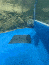 a seal is swimming in a blue tank and looking at the camera .
