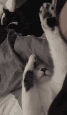 Tamtheman Cat GIF - Tamtheman Cat Sleepy GIFs