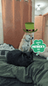 St Patrick'S Day Shiba Inu GIF - St Patrick'S Day Shiba Inu Shiba GIFs