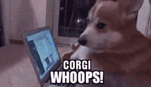 Corgi Whoops GIF - Corgi Whoops Typo GIFs