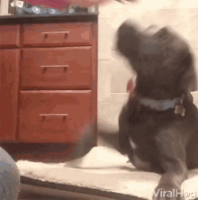 Viralhog Doggy GIF - Viralhog Doggy High Five GIFs