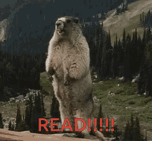 Read Animal GIF - Read Animal Shouting GIFs