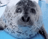 Hiyori Chan Seal GIF - Hiyori Chan Seal Seals GIFs