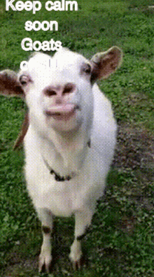 Goat Goats Of Sui GIF