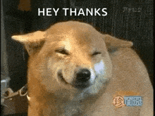 Dog Squinting GIF - Dog Squinting Smile GIFs