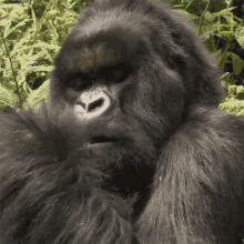 film gorilla