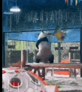 a panda bear is doing a handstand in front of a glass wall .