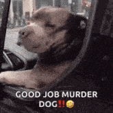 a dog is sitting in the back seat of a car and looking out the window .
