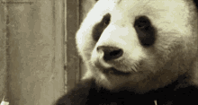 Se Lo Mamo Panda GIF - Se Lo Mamo Panda Munch GIFs