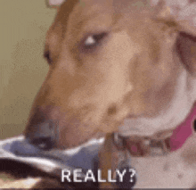 a close up of a dog 's face with the words `` really '' written above it .