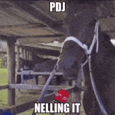 a horse wearing a bridle and a microphone with the words pdj nelling it on it