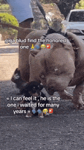 giga blud find the honored one i can feel it he is the one i waited for many years >>