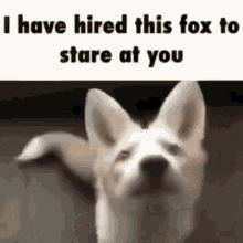 Fox Marble Fox GIF - Fox Marble Fox Stare GIFs