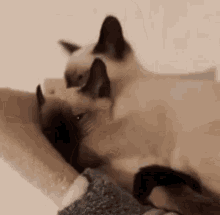 Cats Seal Point GIF - Cats Seal Point Lick GIFs