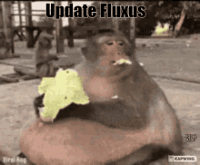 Fluxus Expoiting Roblox GIF