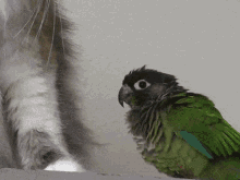 Cornure Cat GIF - Cornure Cat Attack GIFs