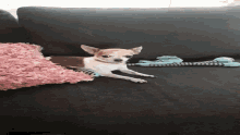 a small brown and white chihuahua laying on a black couch next to a pink pillow