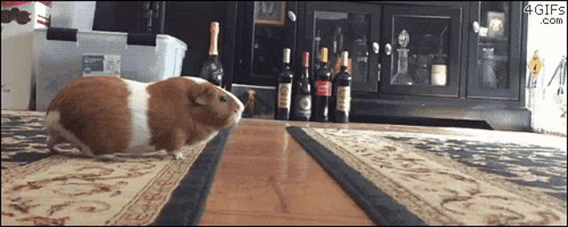Guina Pigs Jumping GIF - Guina Pigs Jumping Run - Discover & Share GIFs