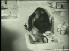 Monkey Cat GIF - Monkey Cat Bath GIFs
