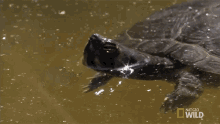Floating World Turtle Day GIF