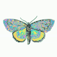 holographic why though butterfly