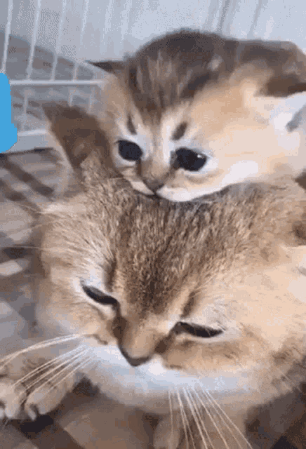 kittens cuddle gif