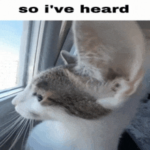 Meme Cat GIF