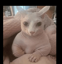 a hairless cat is sitting on a pillow on a bed .