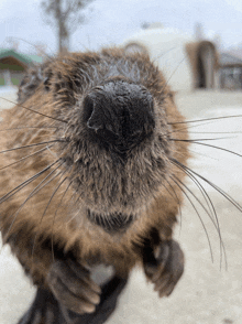 a close up of a beaver 's face with a white building in the background