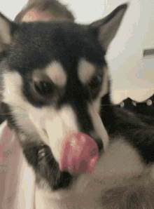 Hungry Crazy GIF - Hungry Crazy Dog GIFs