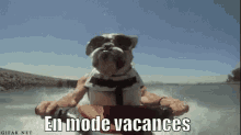 En Mode Vacances GIF - Chient Vacances Jetski GIFs