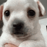a small white puppy is being held in someone 's hand .