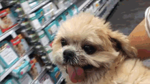 Me At The Store After I Get My Paycheck GIF - Shopping Excited Dog GIFs