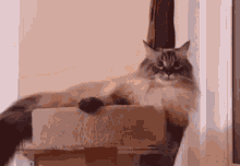 Zoomies Crash GIF - Zoomies Crash Cat GIFs