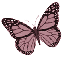 borboletas butterflies