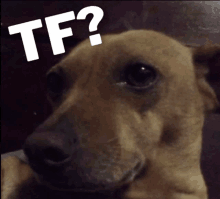 a close up of a dog with the words tf written on it