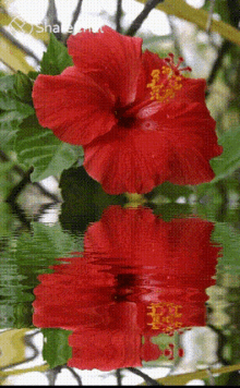 लालफूल जसवंती GIF