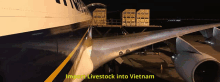 vietnam livestock export industry livestock exporters australia australian livestock exports import livestock into vietnam livestock export services vietnam