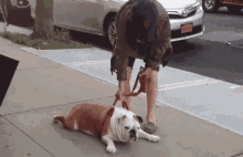 dragging dog